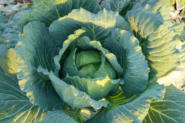 Obraz premium Cabbage closeup. freshly growing cabbage field, cabbage harvest concept. Close up of organic green vegetable growing on the black soil