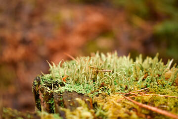 macro moss and lichen on tree stump in forest