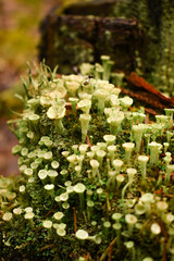 lichen growing on mossy stump