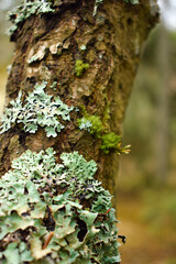 lichen on tree bark closeup
