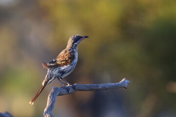 spiny cheecked honeyeater