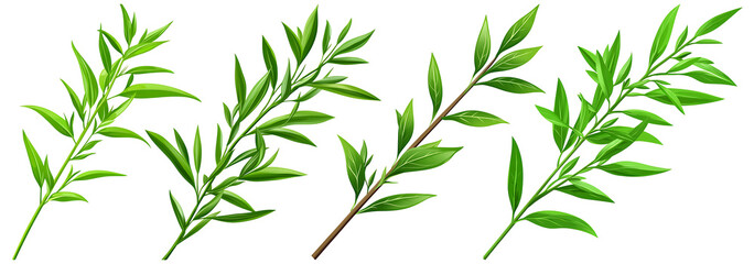 Obraz premium Green sprigs, leaves, branches, twigs, herb, plant, foliage