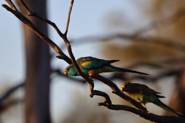mulga parrot
