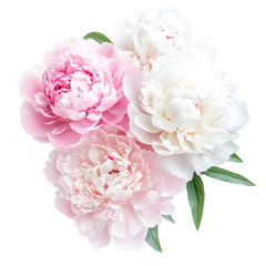Peony flowers in pink and cream colors, hyper-realistic photography, isolated on a white background, highly detailed, natural lighting, best quality images. 