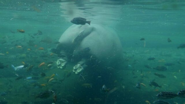 Hippo Pooping Underwater