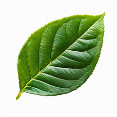 Obraz premium The long, green rose leaf, with the entire length of one side and two leaves on it, is isolated against a white background. The leaves have a strong texture, slightly curved to form an S shape, 