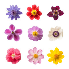 Nine Colorful Flowers Closeup Bloom Shots, Isolated on Black