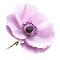 Naklejka premium Delicate Pink Anemone Flower, Botanical Closeup, Floral Beauty