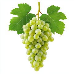 Fototapeta premium A fresh cluster of green grapes attached to a stem with leaves, Fresh Green Grapes Hanging on Vine Against Lush Green Leaves Isolated on White Background