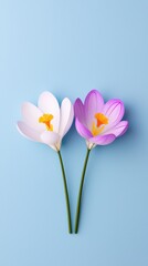Fototapeta premium Floral arrangement of white and purple crocuses indoor studio setting photography calm environment close-up perspective