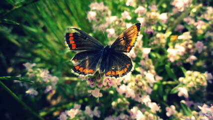 A beautiful cardinal butterfly is perched on a thyme bush in the forest. The butterfly's wings are slightly torn. Beautiful wallpaper.