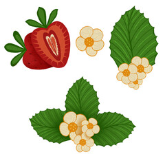Set of strawberry illustrations isolated on transparent background. Strawberry blossom arrangements, flowers, leaves and strawberries.
