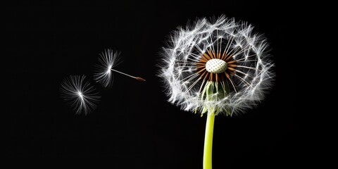 Fototapeta premium Dandelion seed dispersal nature macro photography black background close-up growth process