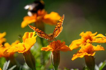 A beautiful orange butterfly with black spots perched on a yellow flower photographed close up in focus.