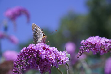 Beautiful orange butterfly with black spots perched on a purple flower, looking down at the blue sky. Beautiful wallpaper.