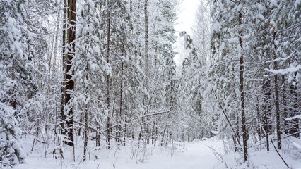 Hiking trail in coniferous forest among pines and firs covered with frost and snow. Trees are broken after snowfall. Walking in the winter woodland