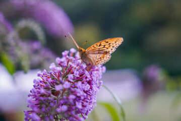Beautiful orange butterfly with black spots perched on a purple flower. Beautiful wallpaper.