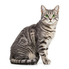 Fototapeta premium Gray Tabby Cat with Green Eyes Sitting Isolated