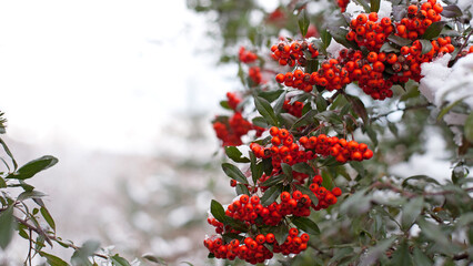 Winter rowan tree under snow close-up. Groups of bright red berries, mountain ash. branch of red rowan in winter in snow, isolated with place for text. red berries in early spring