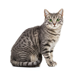 Obraz premium Gray Tabby Cat Sitting Isolated on White Background