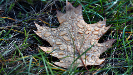 dry autumn leaf in dew drops. Dry fall leaf texture detail. Abstract background of autumn beauty of forest nature. Fresh dew water drops. Brown oak sheet vein structure. Eco flora, macro, close-up.