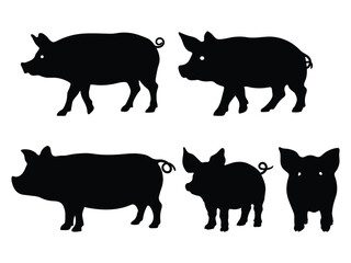 Pig shadow. Animal silhouettes on white background. Zodiac animal for design, card, sticker, calendar, website, Application. Vector illustration.