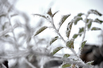 leaf on a branch in frost needles. Morning frost. Rime. Late fall, first frost, on a tree branch....