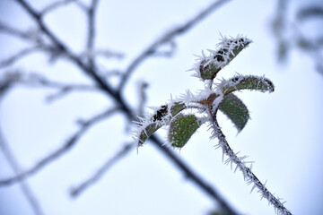 leaf on a branch in frost needles. Morning frost. Rime. Late fall, first frost, on a tree branch. winter background. leaves are covered with white frost. low temperature. beauty of nature. season
