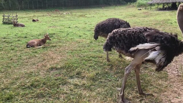 Two Ostriches Foraging on the Grass Field