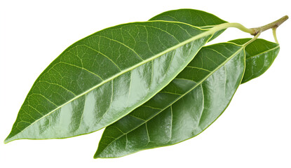 Obraz premium Green leaves, a PNG clipart with a white background and no shadow around the edges of the image. 
