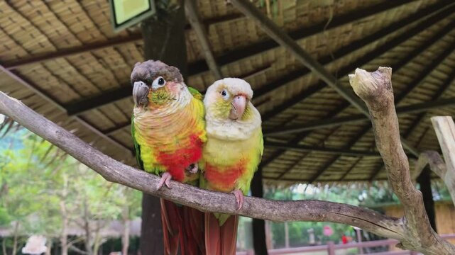 Two Parrots Sitting Close Together, Admiring the View