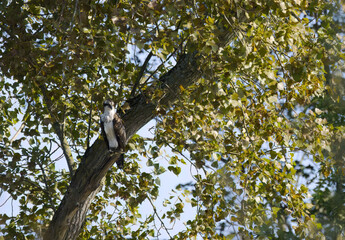 Osprey on a branch, branches in the background, osprey lying in wait in the midday sun upright,...