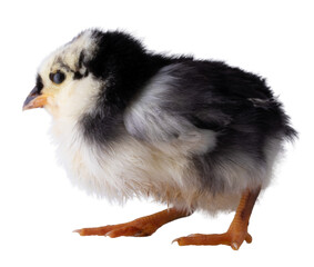 Austerlorp chick walking to the feft © Guy Sagi