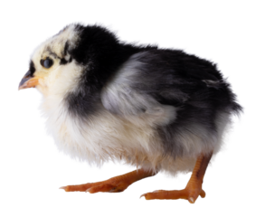 Austerlorp chick walking to the feft