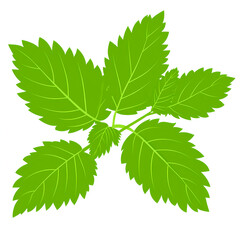 Mint leaves, green color, white background, clip art for stickers, high-quality photo. 