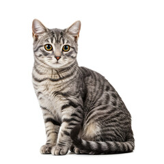 Obraz premium Cat Vector design with a white background 