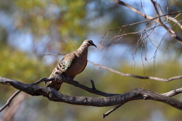 pigeon