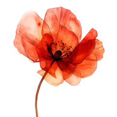Fototapeta premium Translucent Red Poppy Flower, Watercolor Art, Botanical Illustration, Natures Beauty, Delicate Petal
