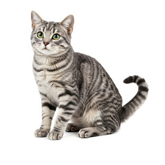 Obraz premium Gray Tabby Cat Sitting Isolated on White Background