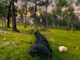 green forest at sunset in the evening