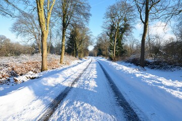 Obraz premium Serene snowy woodland trails through tall trees nature photography in a peaceful winter landscape captured from a low inviting angle