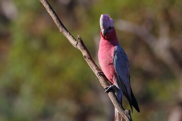galah