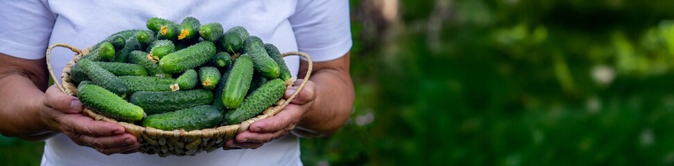 Elderly woman holding a wicker basket with cucumbers. Country life