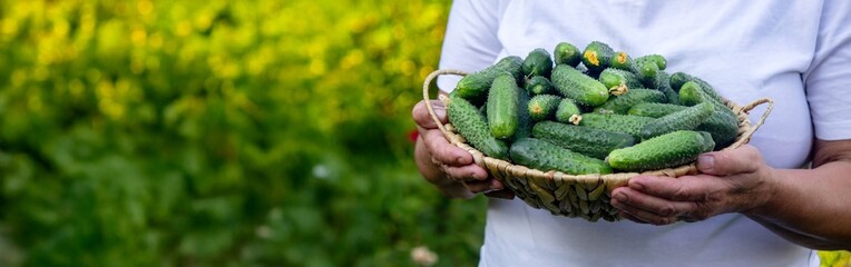 Elderly woman holding a wicker basket with cucumbers. Country life