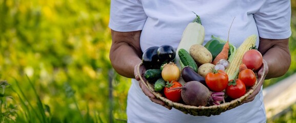 Elderly woman holding a wicker basket with vegetables. Country life