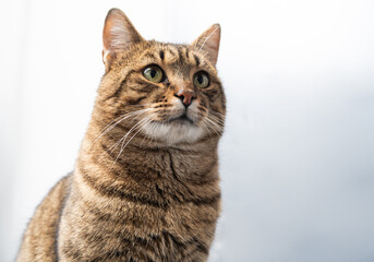 Obraz premium Portrait of a cat indoors