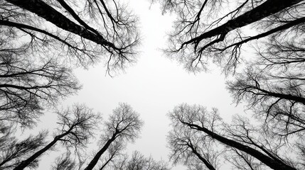 Dramatic monochrome shot of bare branches against a grey sky high angle view nature photography stark contrast environment