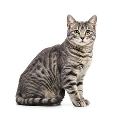 Fototapeta premium Gray Tabby Cat Sitting Isolated on White Background