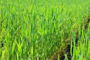 Obraz premium Lush Green Wheat Field with sunlight