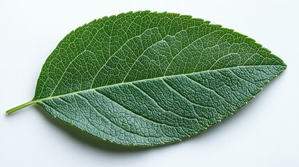 Obraz premium A cluster of vibrant green leaves with various shades,